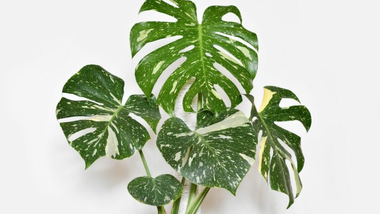 Monstera Thai Constellation houseplant