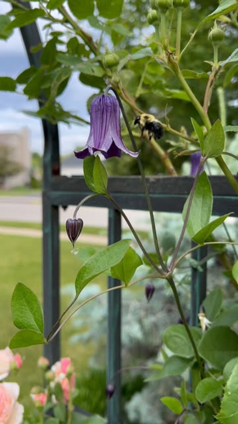 Clematis (Group 3)