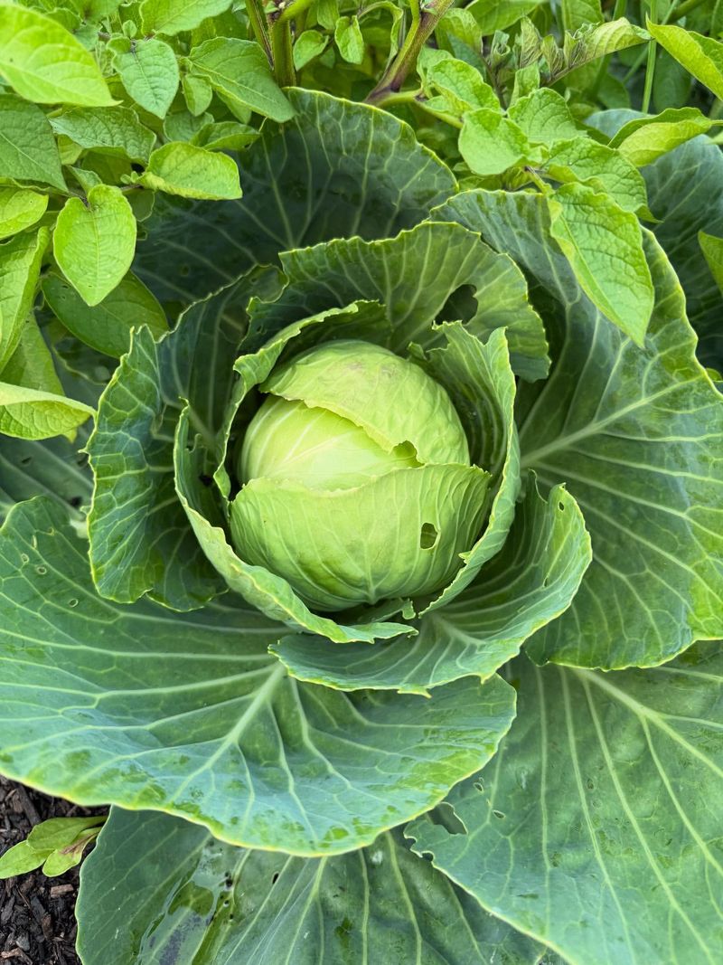 Cabbage