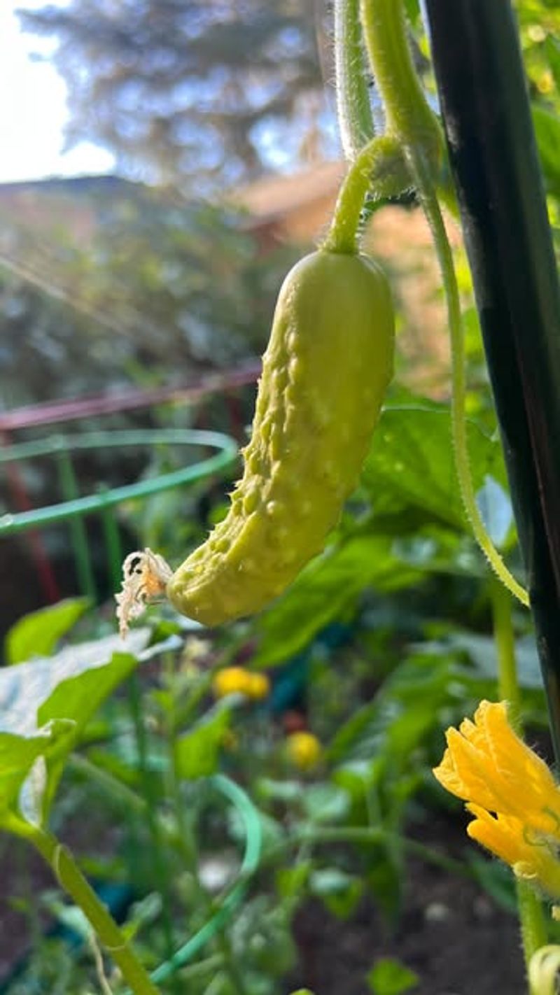 Cucumber Plants Suffer From Bacterial Wilt