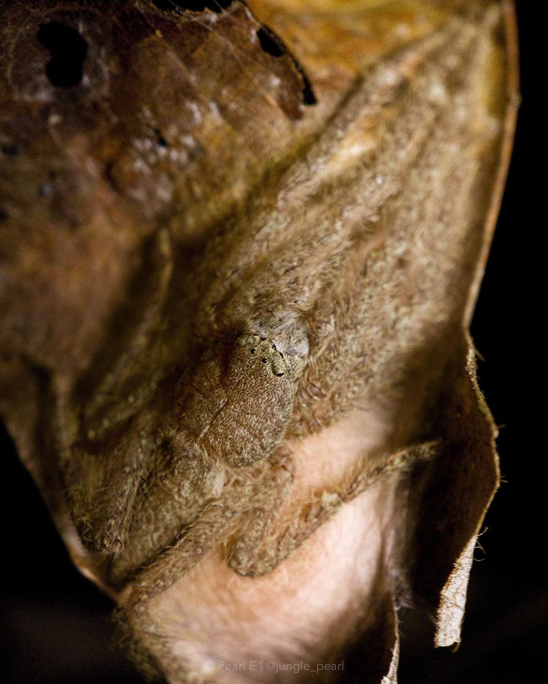 Spider Silk Nurseries