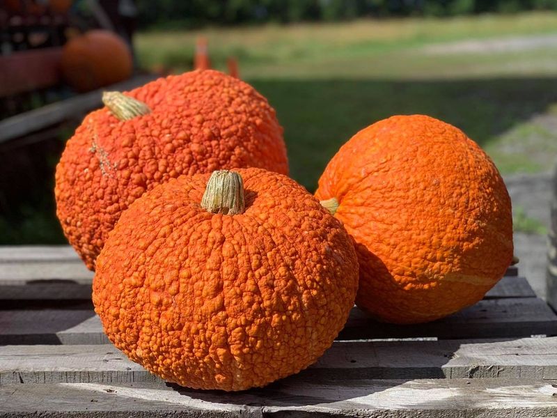 Red Warty Thing Squash