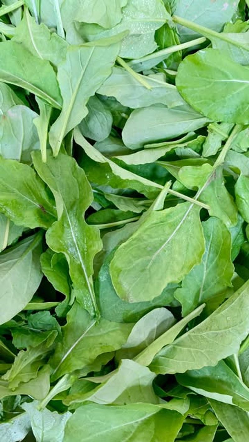 Arugula Abundance