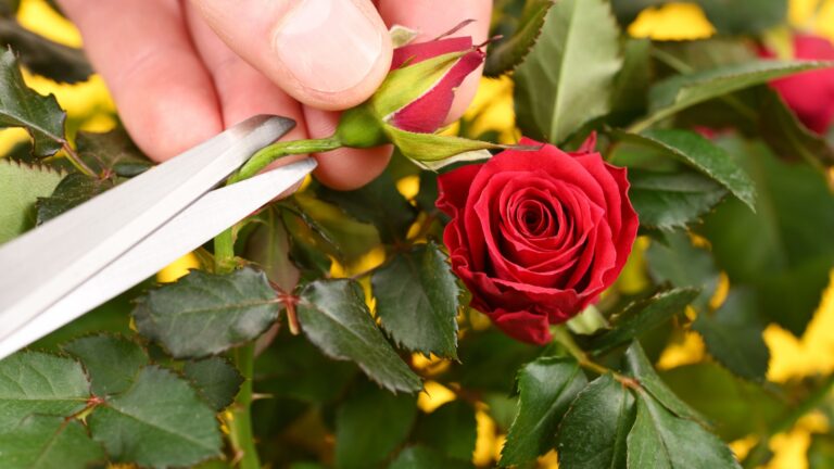 gardener prunes a rose bud