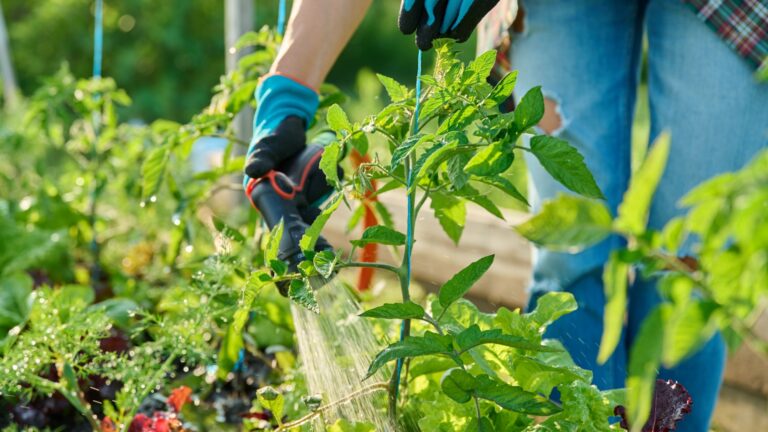 gardener waters a tomato plant