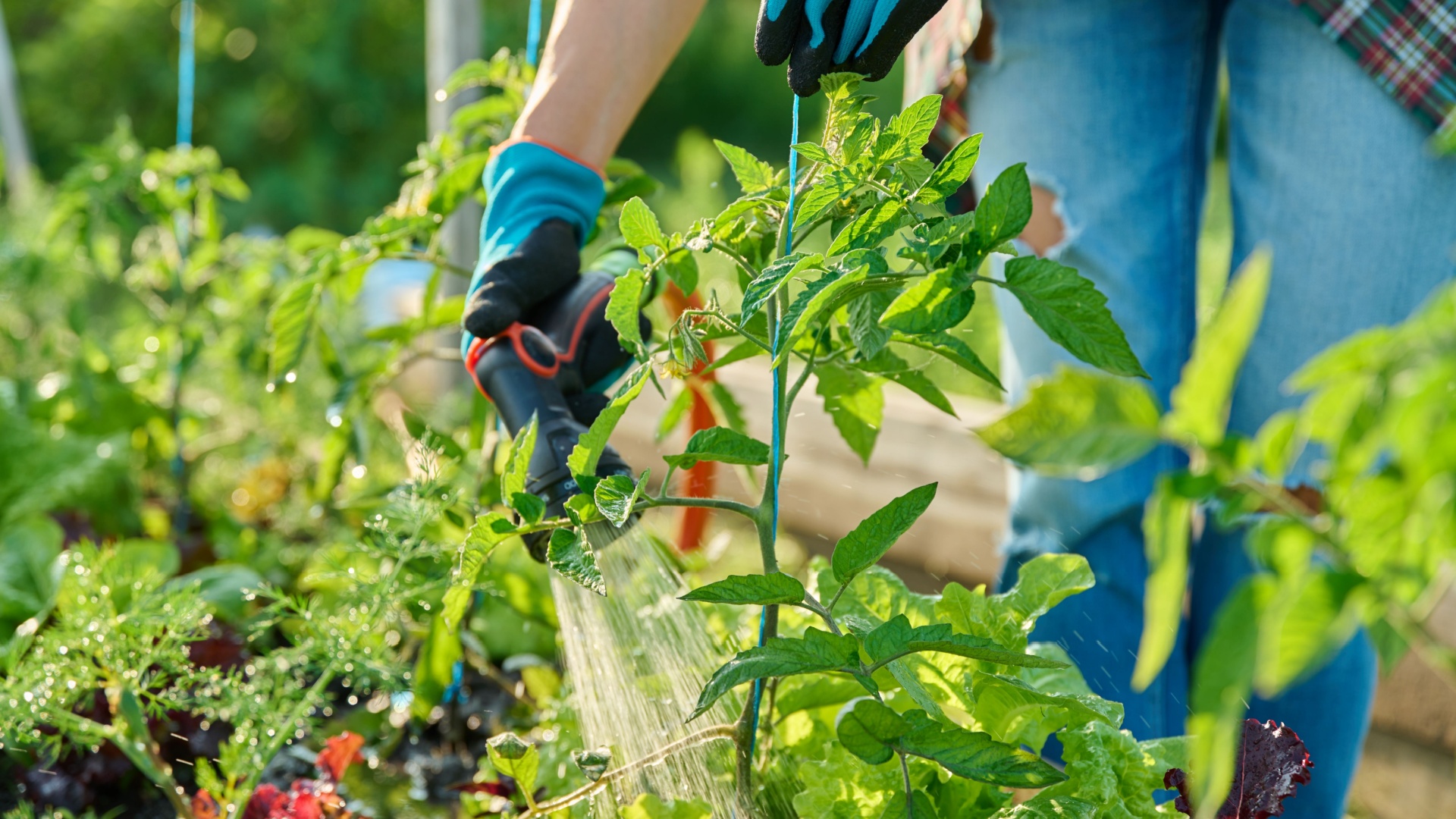 Reasons Daily Watering Is Hurting Your Oregon Tomato Harvest (And What To Do Instead)