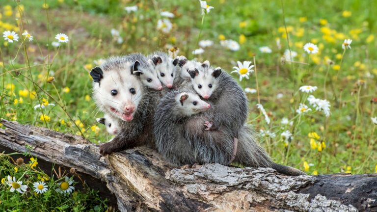 Possums