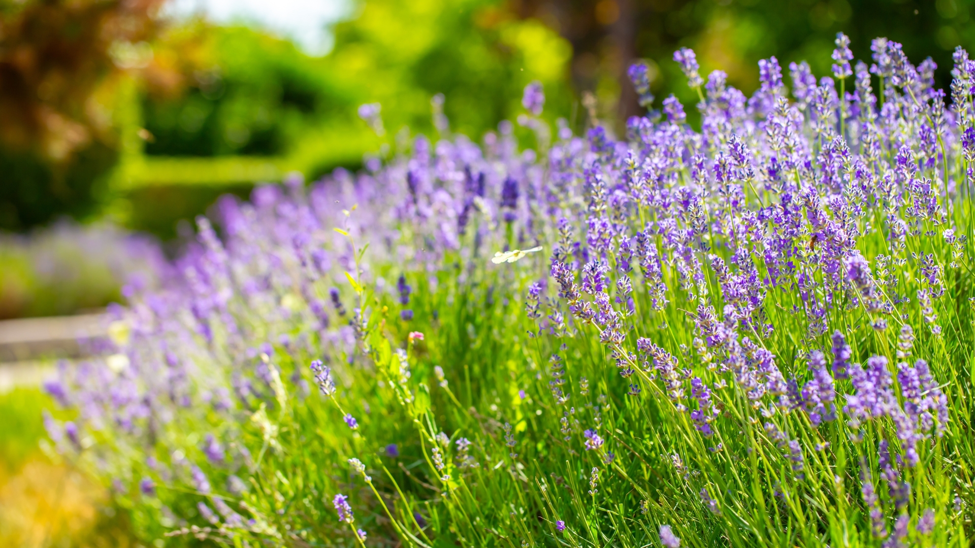 Reasons To Plant Lavender Near Your Patio In California