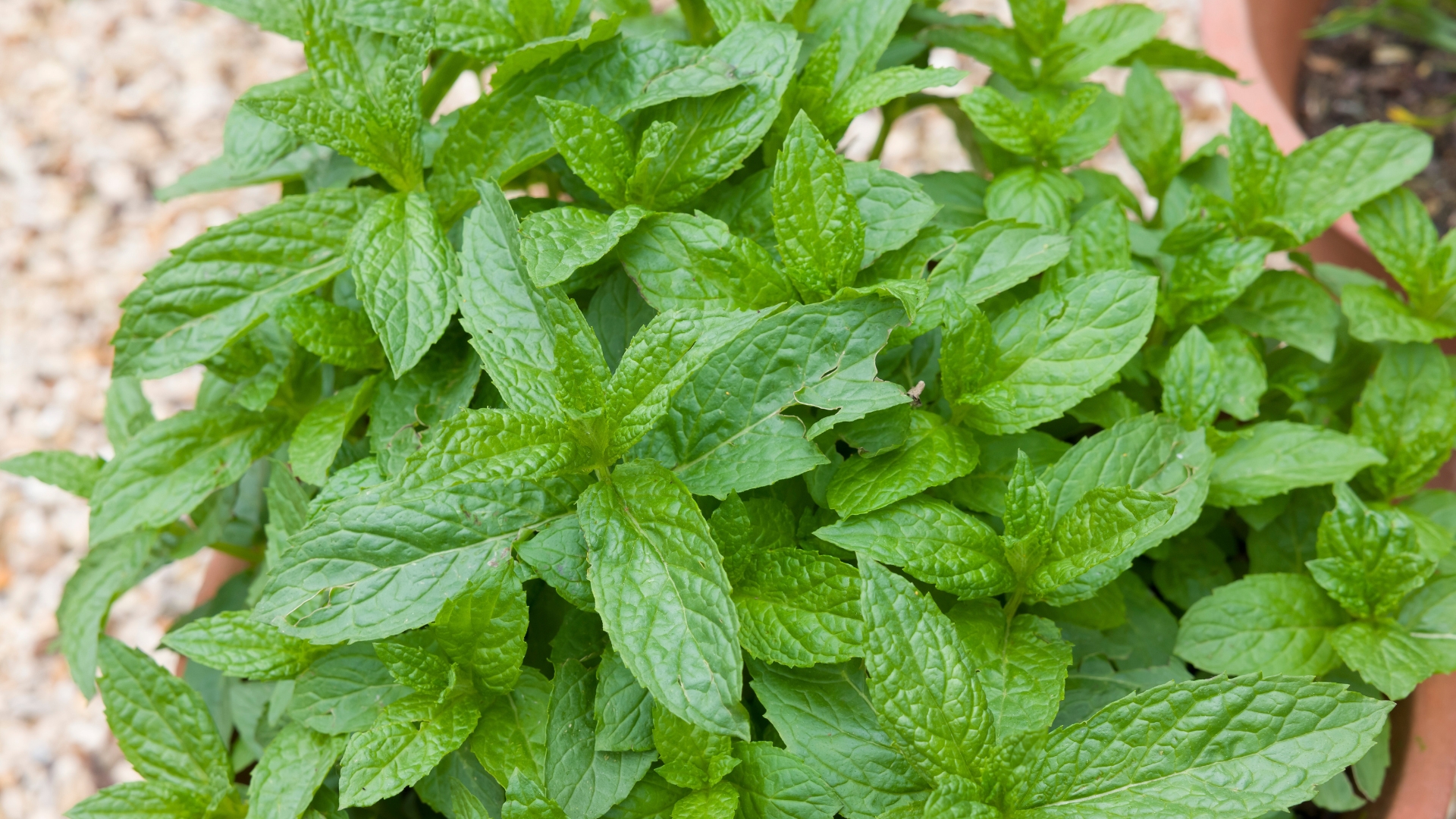 Reasons To Think Twice Before Growing Invasive Mint In Your Florida Yard