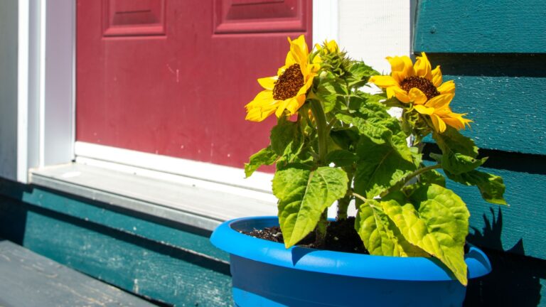 potted sunflowers by the front door