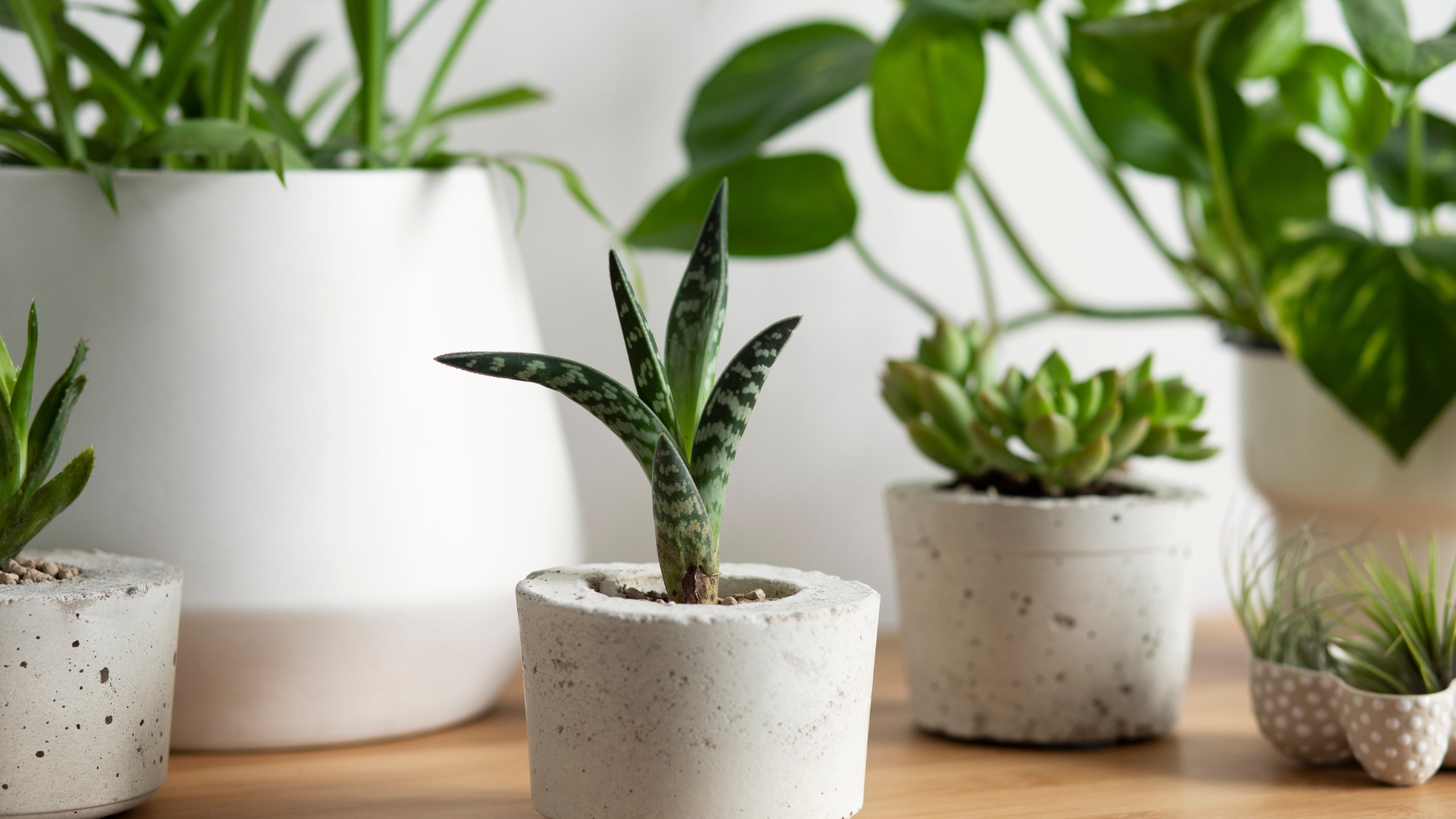 plants