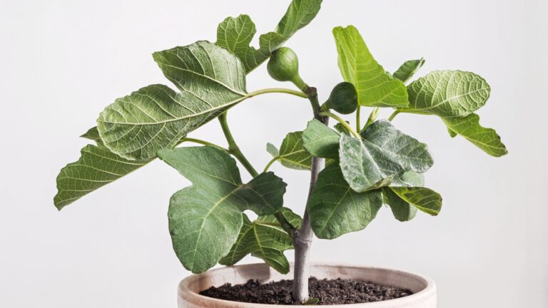 indoor fig fruit tree