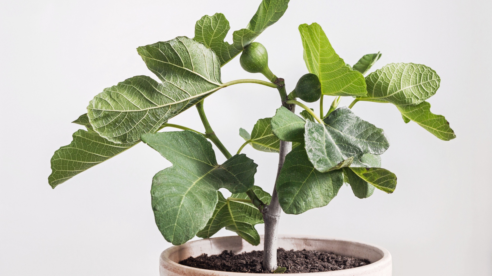 Reasons Why You Should Grow Figs Indoors