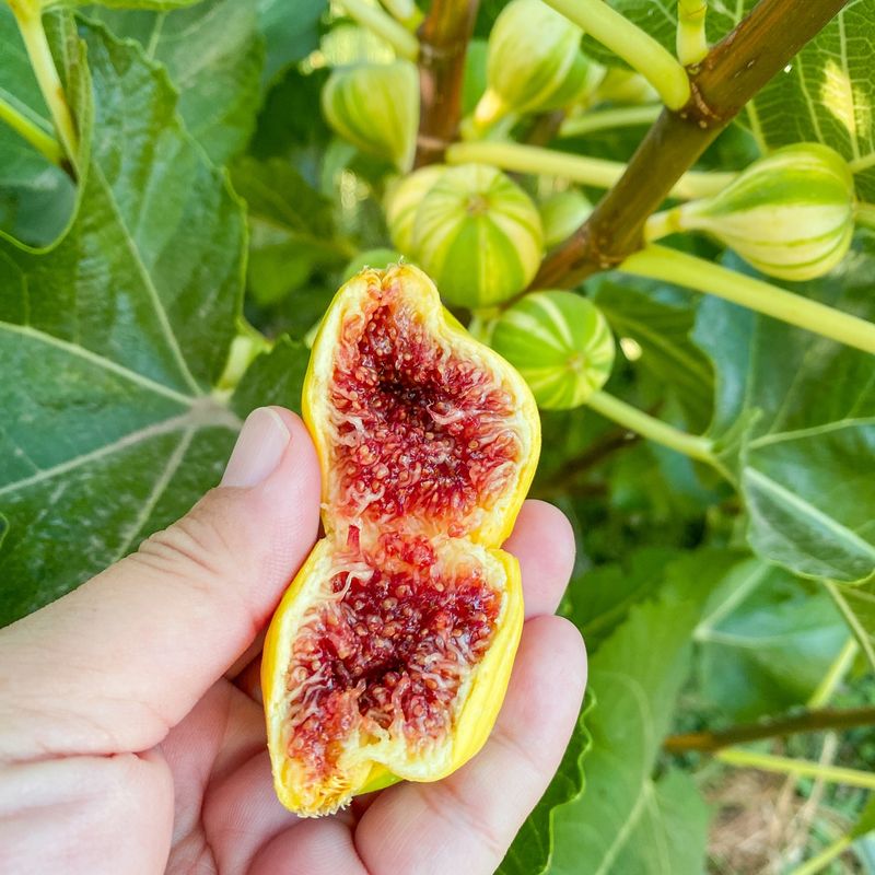Year-Round Fresh Figs