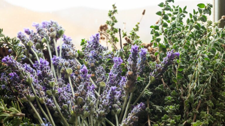 lavender and rosemary