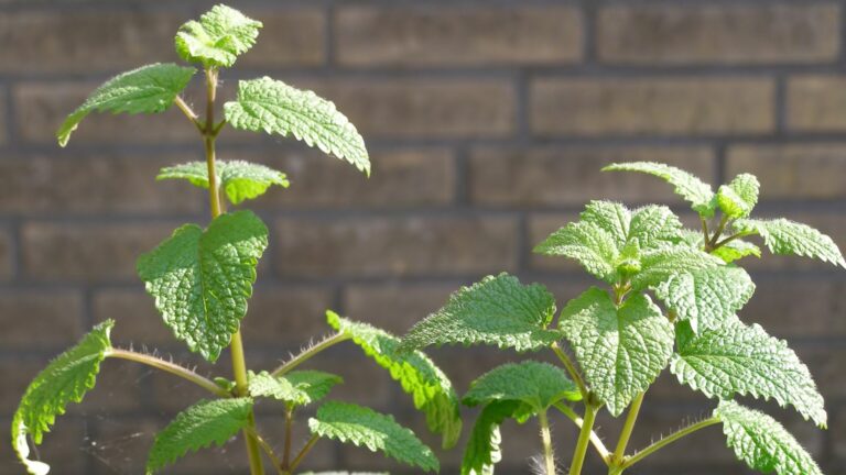 lemon balm