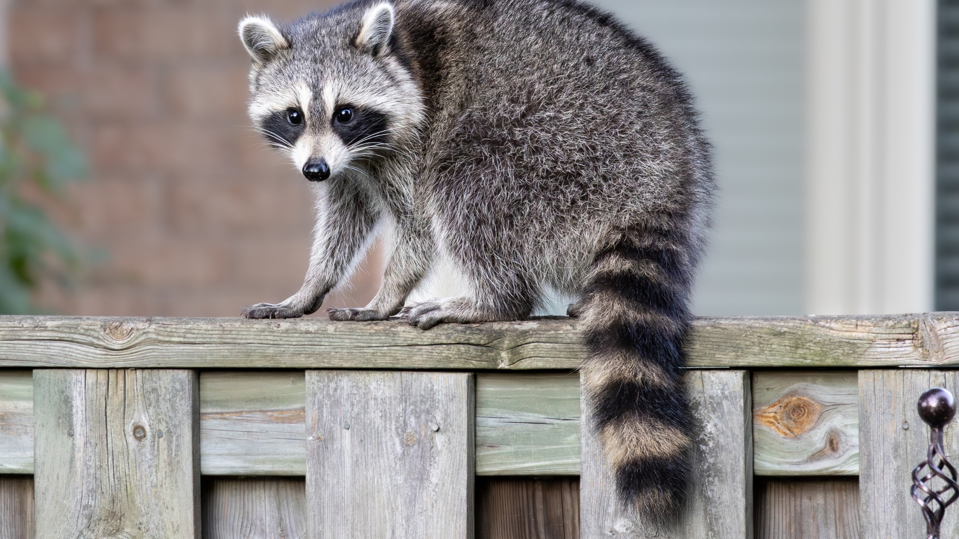 Reasons Why You Should Think Twice Before Kicking Raccoons Out Of Your Georgia Yard