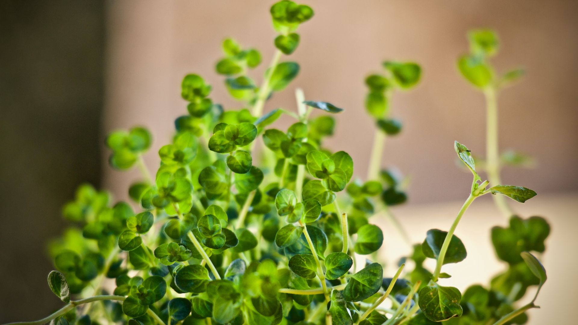 thyme