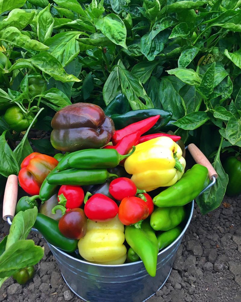 Harvest At Peak Ripeness