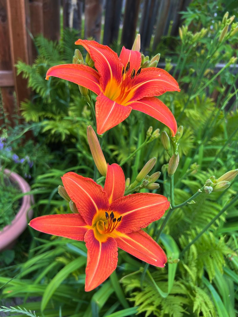 Fertilizer Follow-Up Boost