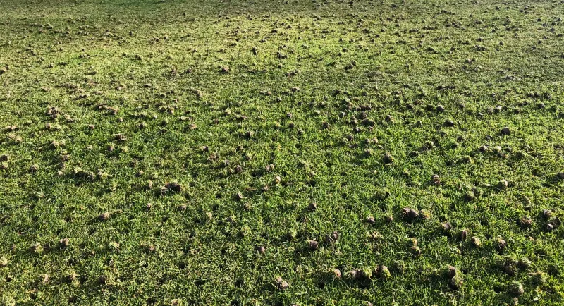 Softens Compacted Play Areas