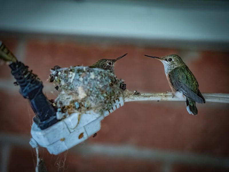 Seeing Red Triggers Feeding Reflexes