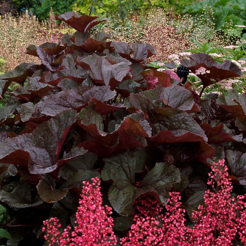 Ligularia 'Britt Marie Crawford'