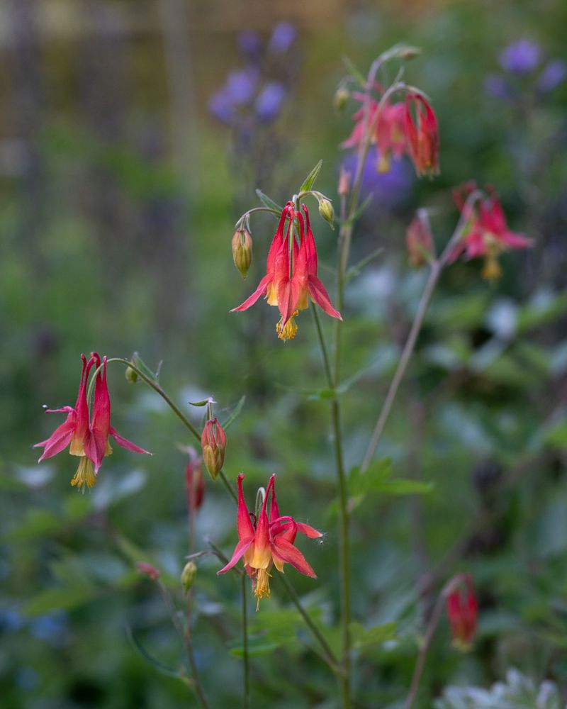 Red Columbine (Aquilegia canadensis)