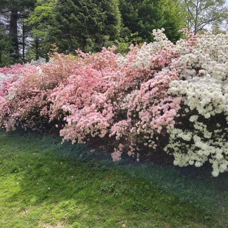 Pink Azaleas + White Dogwoods