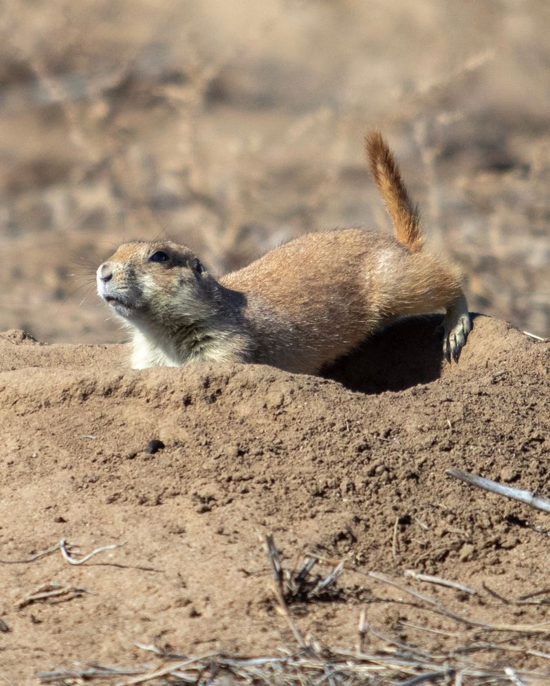 Prairie Dogs
