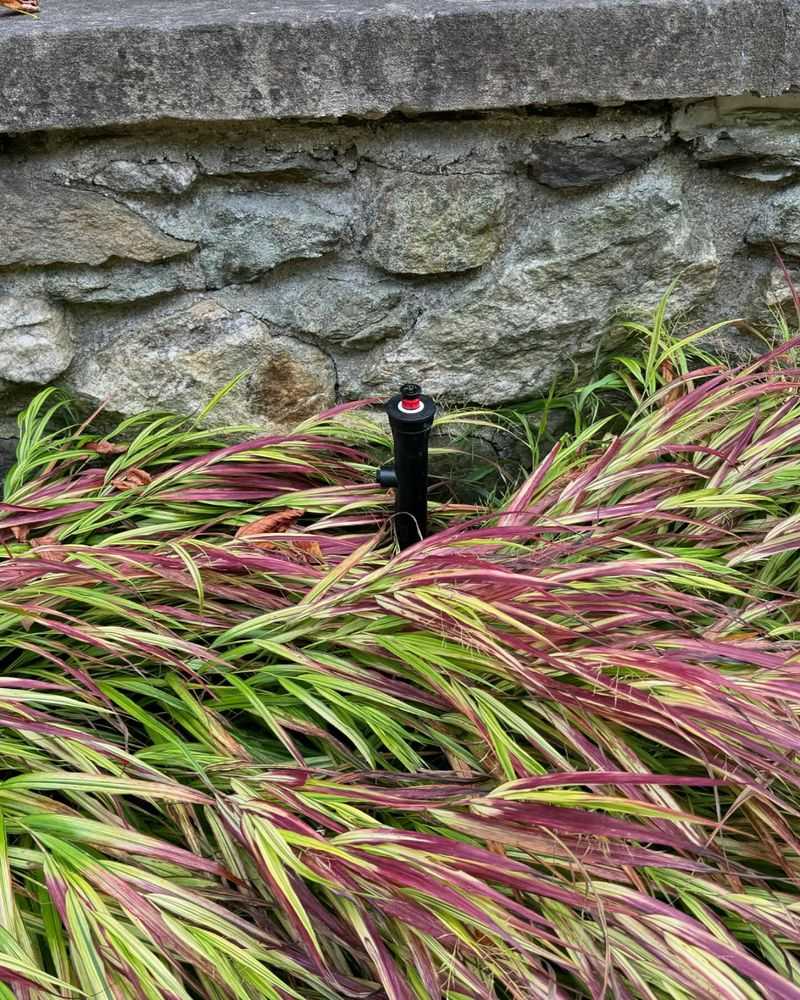 Japanese Forest Grass 'Red Riding Hood' (Hakonechloa)