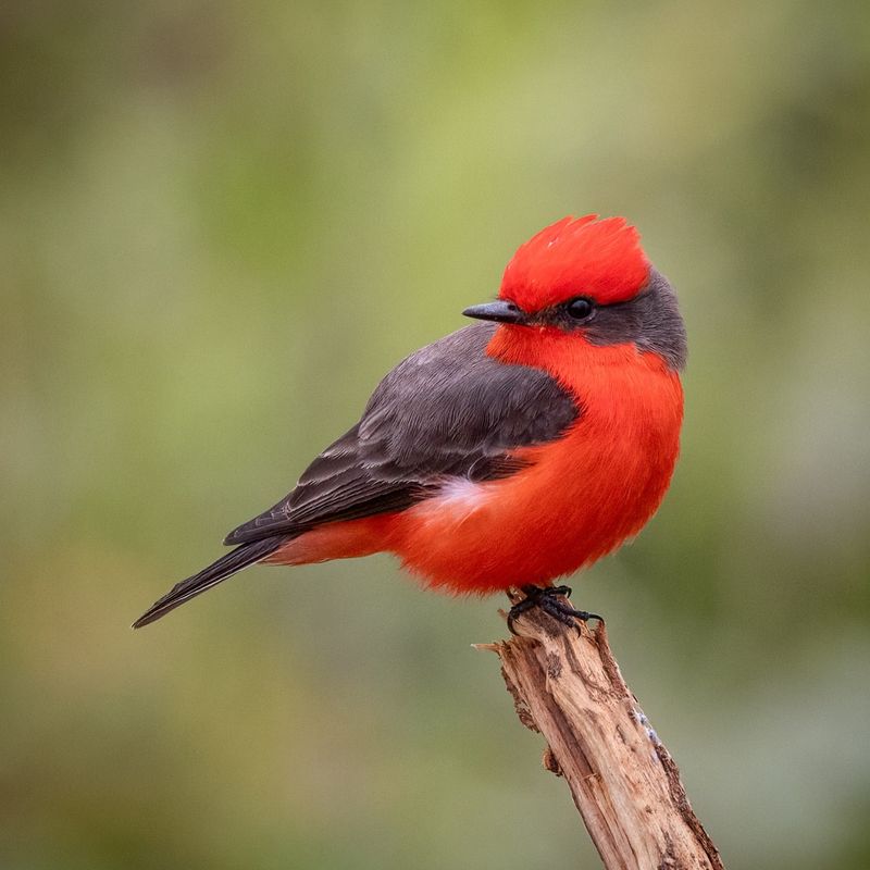 Vermilion Flycatcher