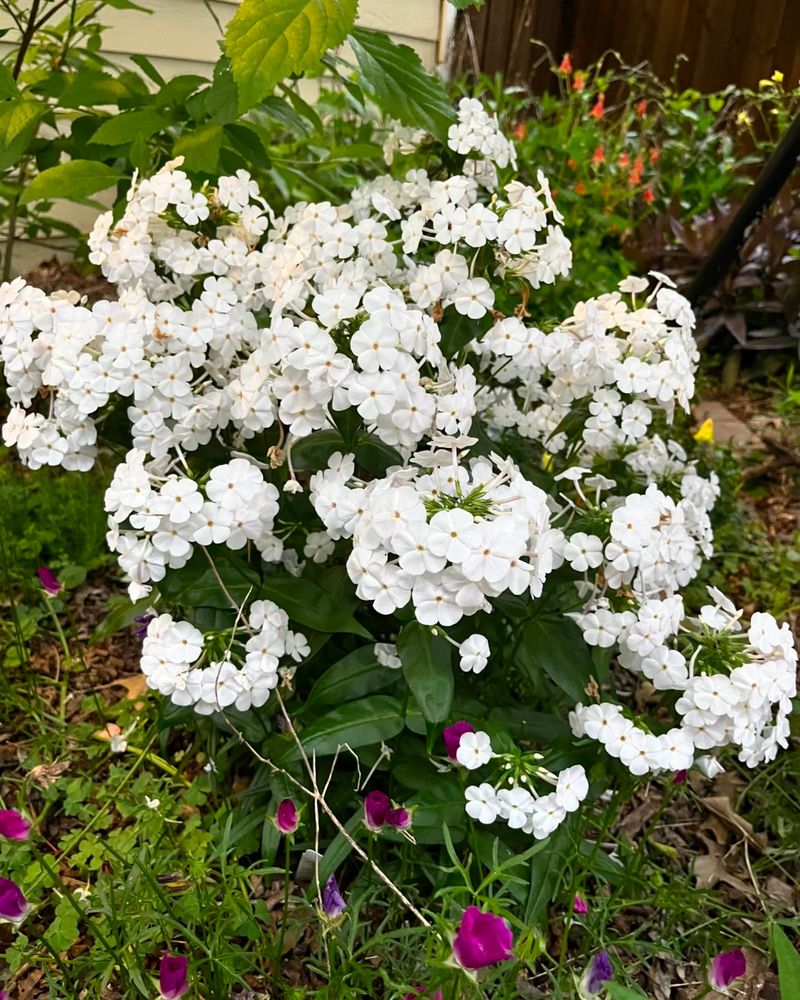 White Phlox