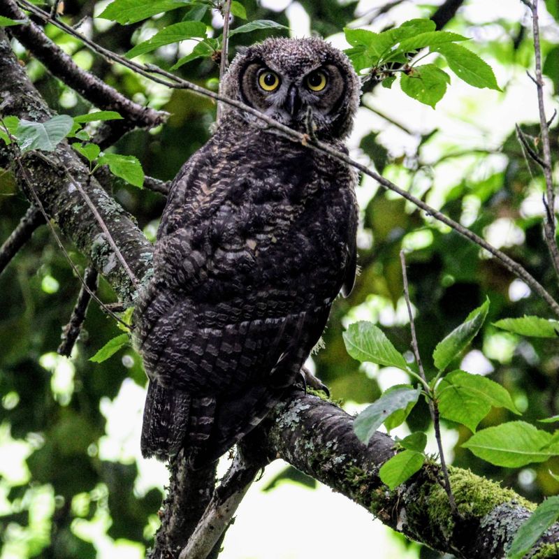 Great Horned Owls