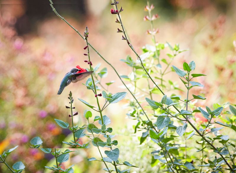 Bees Can't See Red, Creating a Secret Buffet