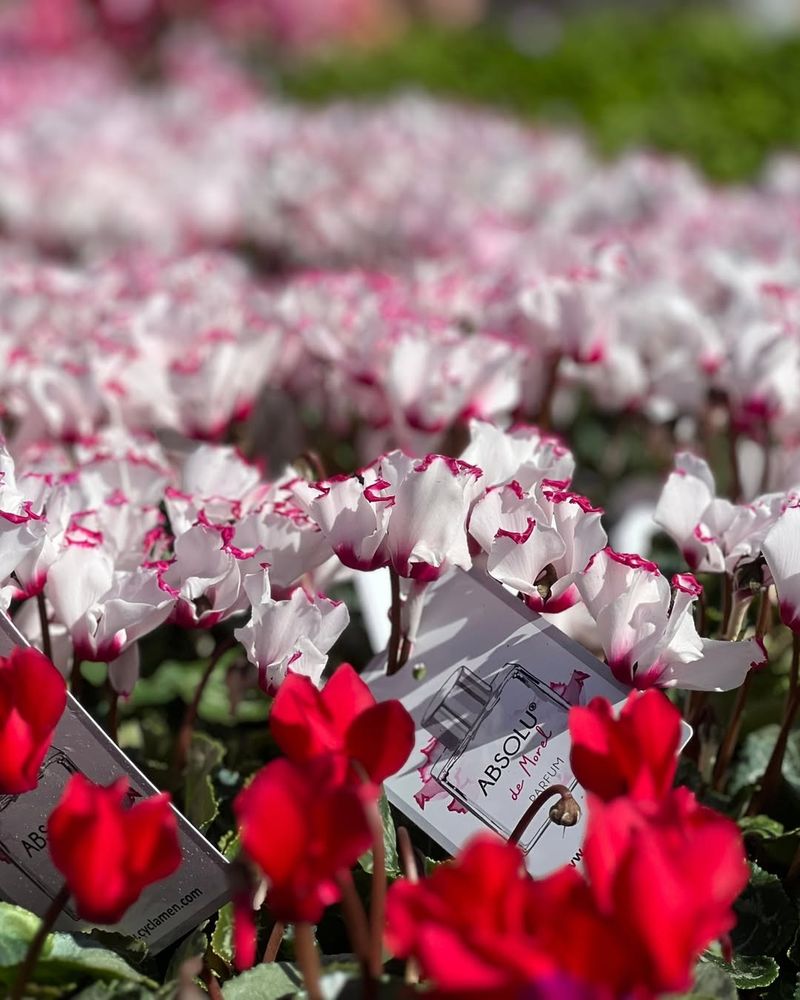 Cyclamen hederifolium