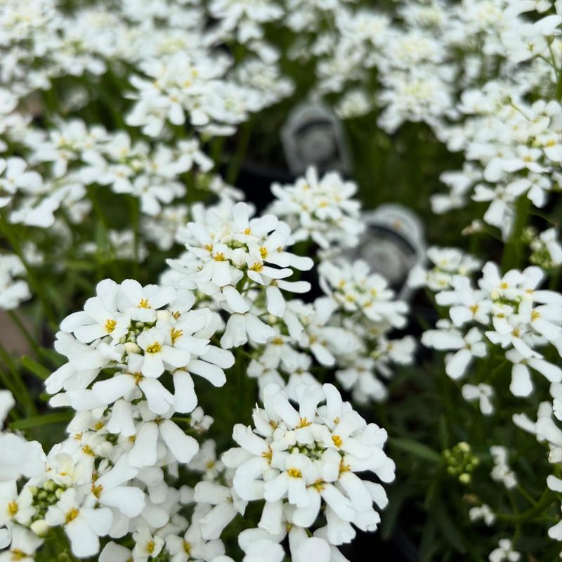 Candytuft