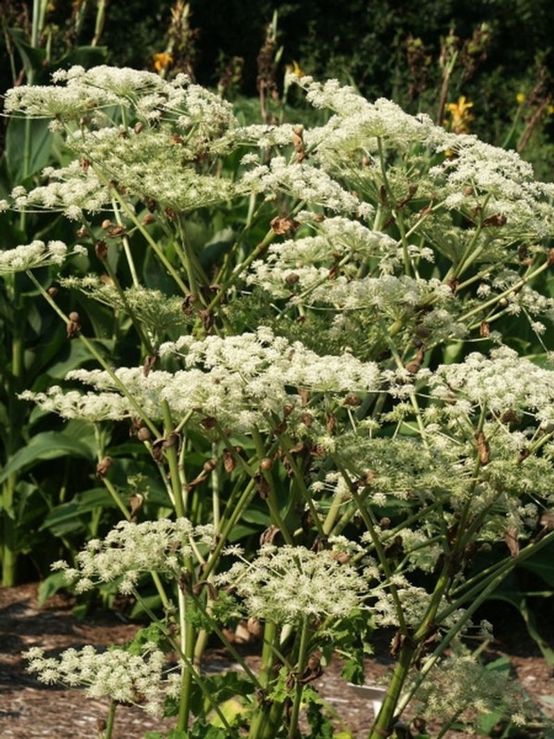 Angelica