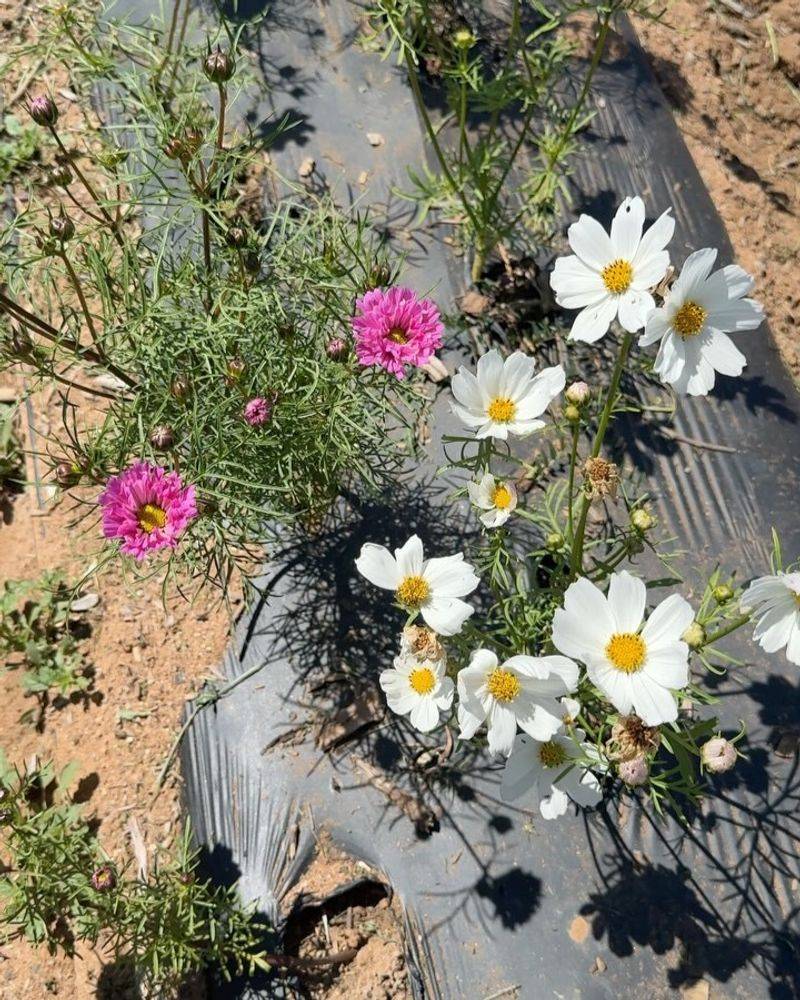 White Cosmos