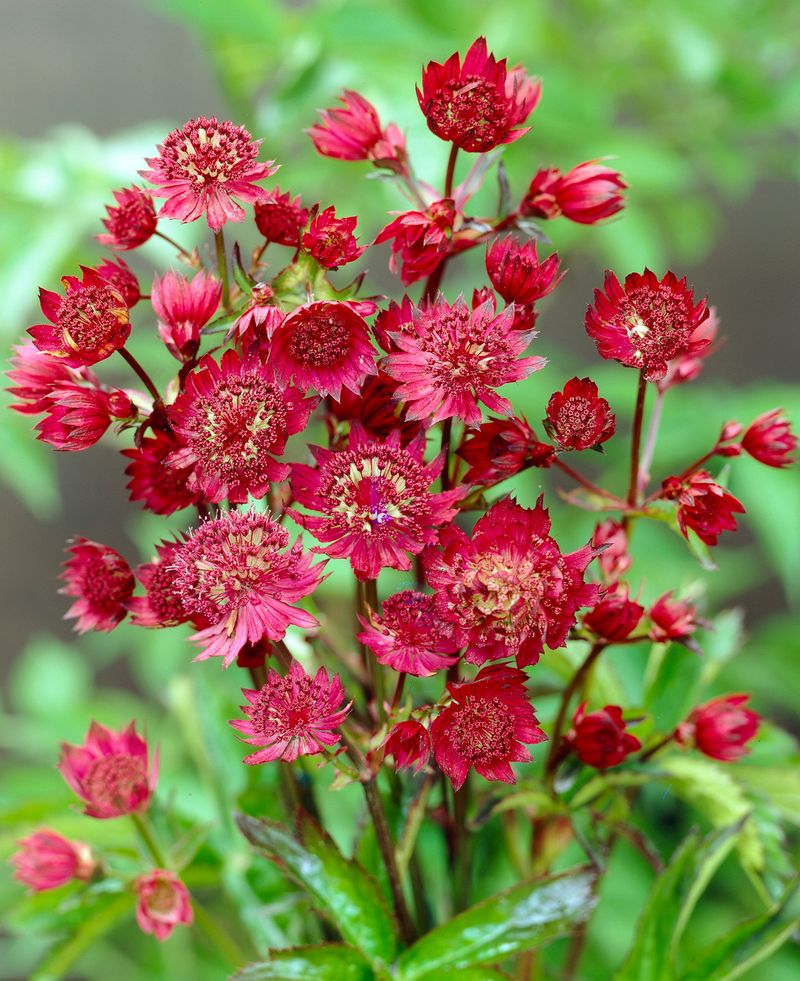 Red Masterwort (Astrantia major 'Ruby Cloud')