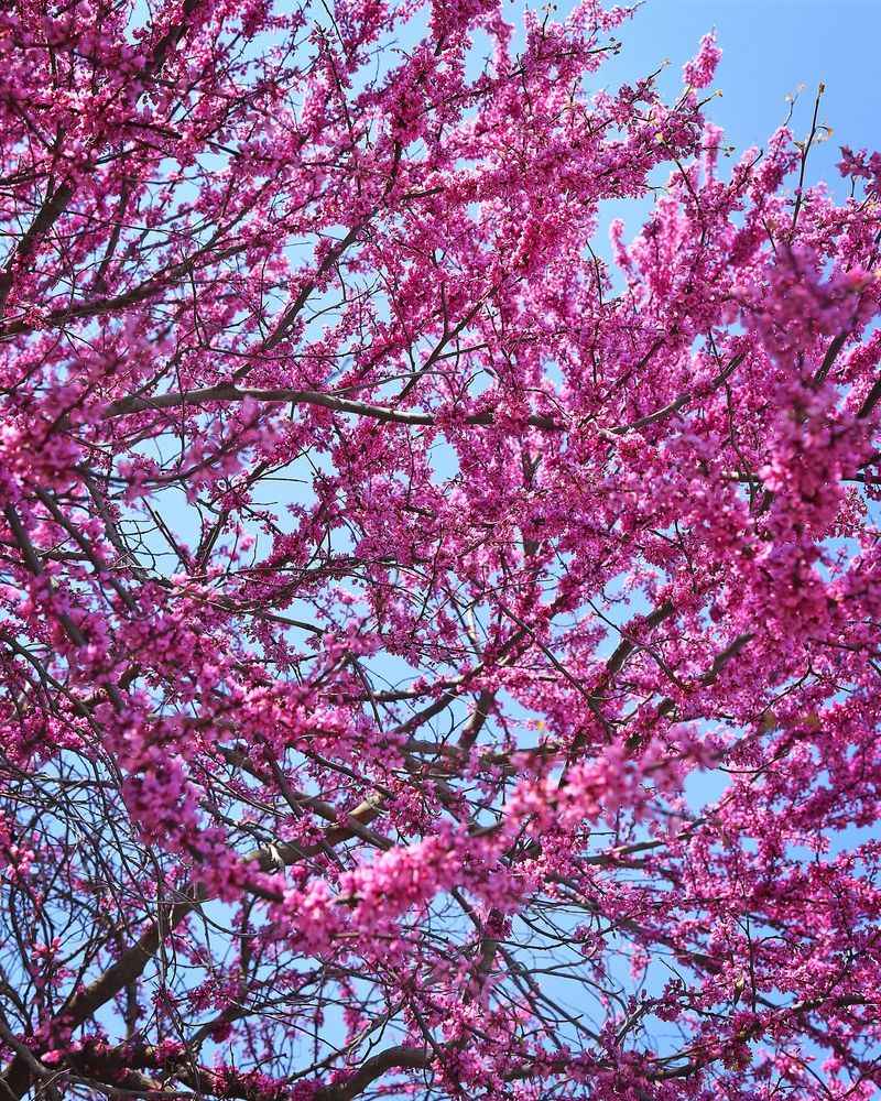 Eastern Redbud