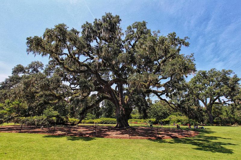 Oak