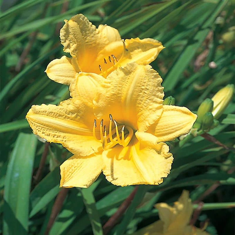 Yellow Daylilies + Red Salvia