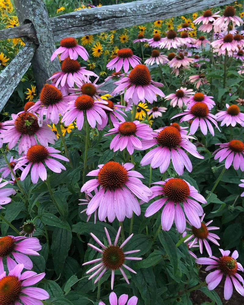 Purple Coneflowers and Black-Eyed Susans