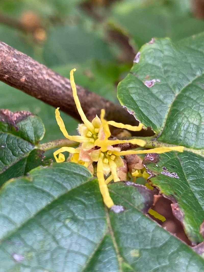 Witch Hazel