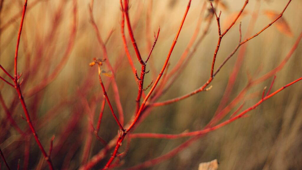 Red-Twig Dogwood