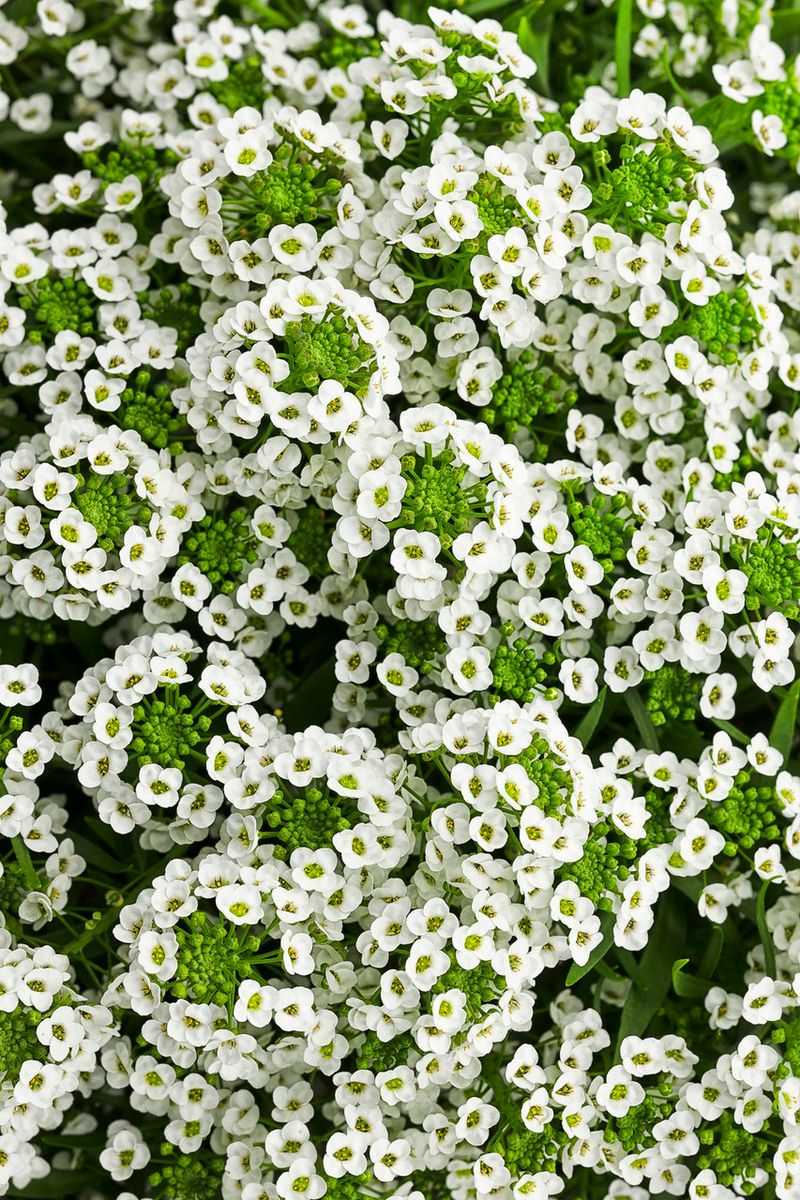 White Alyssum