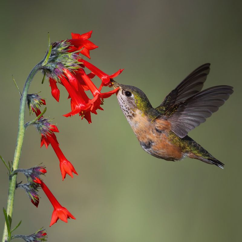 Red flowers produce more nectar