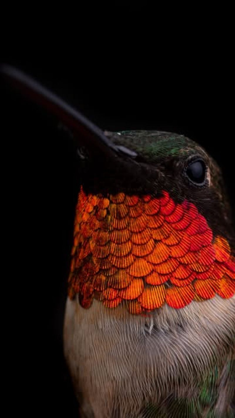 Males flash red for courtship