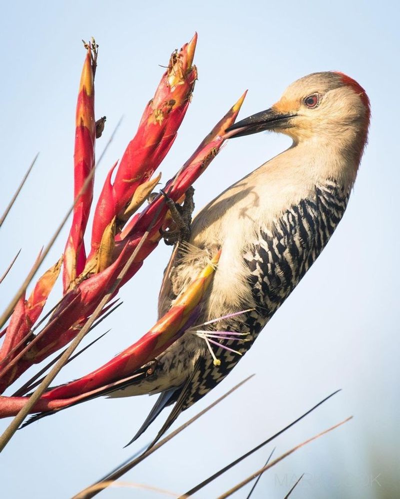Red-bellied Woodpecker